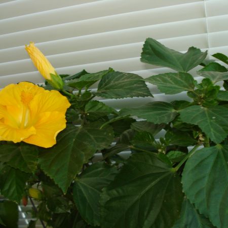 HIBISCUS